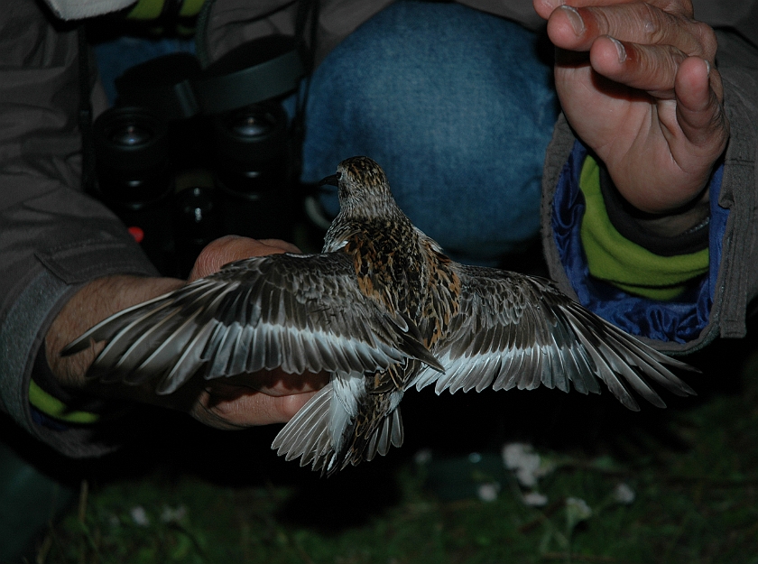 Dunlin, Sundre 20070802